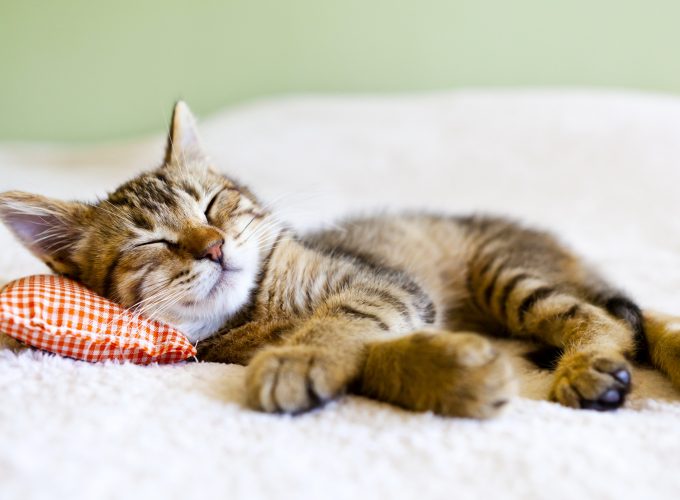 Wallpaper cat, cute animals, sleep, 5k, Animals 5479918131